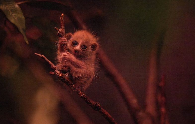 Endangered pygmy slow loris baby named Sprout