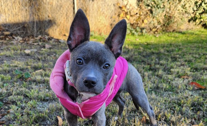 Yugi the Puppy Was Hit by a Self-Driving Car — And Survived